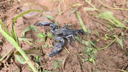Kracheh, Cambodia - 1 July 2025. A black scorpion with open claws is seen on wet earth among cut grass and soil clumps.