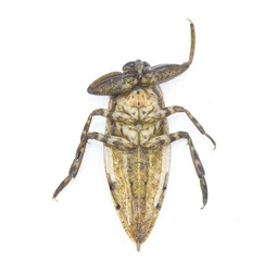 Uhlers giant water bug - Lethocerus uhleri aka Toe biter, electric light bugs, alligator ticks or...