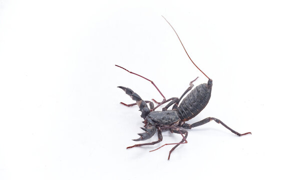 Florida vinegaroon - Mastigoproctus giganteus floridanus, also known as the giant whip tailed scorpion or grampus a harmless arachnid that sprays acetic acid vinegar from the base of its tail.
