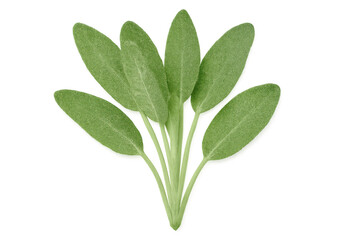 Vibrant green sage leaves arranged on a transparent background, showcasing their texture and freshness, ideal for culinary and herbal uses