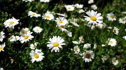 A field of white daisies with green foliage.