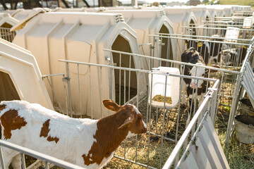 Calves in Individual Hutches on Dairy Farm Showing Modern Animal Care and Sustainable Agriculture Practices © st.kolesnikov