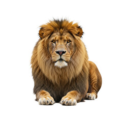 Fototapeta premium An adult male african lion with a thick golden-brown mane lies calmly, gazing forward on a transparent studio background with diffused lighting, conveying quiet strength and regal authority.