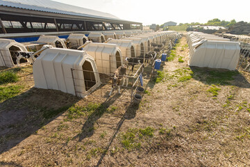 Calves in outdoor hutches at modern dairy farm for animal welfare and healthy livestock upbringing © st.kolesnikov