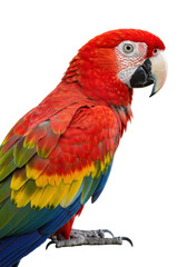 Naklejka premium A scarlet macaw parrot in a vibrant close-up portrait, bright red plumage, yellow accents, striking blue-green eye, large hooked beak, isolated on a transparent background with copy space, concept