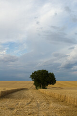 Obraz premium A tree in a field