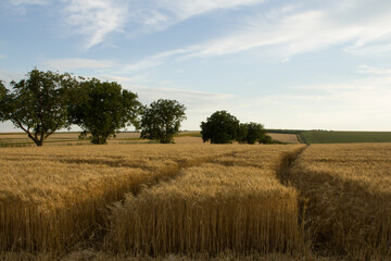 Fototapeta premium A field of grass and trees