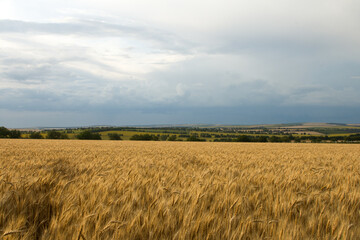 A field of wheat