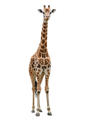Obraz premium Majestic adult giraffe with hyper-realistic brown fur patterns and creamy undersides, elegant and composed, stands in a seamless transparent studio with high-key lighting, full body front view,