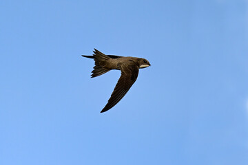 Alpensegler // Alpine swift (Tachymarptis melba)