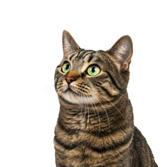 Obraz premium Domestic tabby cat with detailed brown and black striped fur and vivid yellow-green eyes, gazing attentively on a clean white studio background with copy space, professional commercial photoshoot