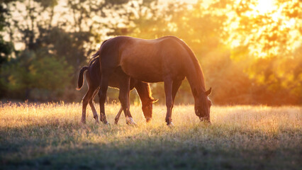Mare and foal in sunlight