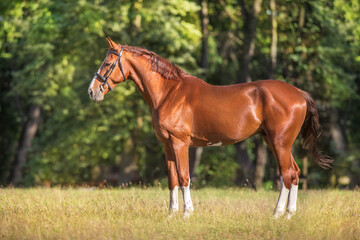 Obraz premium Horse exterior in meadow