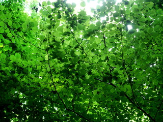 Sunlit Beech Canopy. Bright green beech canopy in sunlight. Fresh nature, light and calmness. Copyspace.