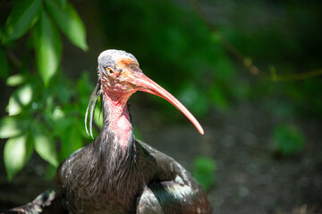 Headshot of the exotic bird Geronticus eremita or northern bald ibis or waldrapp