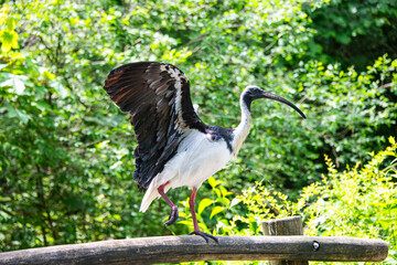Straw-neck-ibis exotic large bird preparing to fly