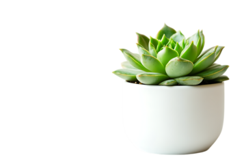 Aloe vera and potted cactus plants with green leaves, fresh flora, and natural botanical decoration