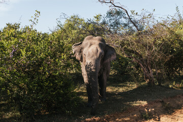 Large elephant walking gracefully out of dense bushes in Yala National Park, Sri Lanka, showcasing the beauty of wildlife in its natural habitat