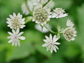 Weiß blühende Sternmire