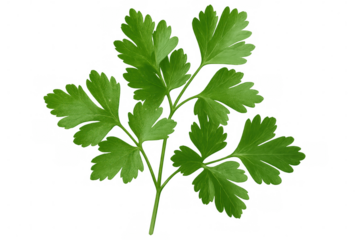 Verdant parsley sprig standing against transparent backdrop, highlighting culinary garnish with crisp, bright green freshness