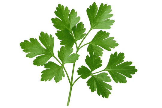 Verdant parsley sprig standing against transparent backdrop, highlighting culinary garnish with crisp, bright green freshness