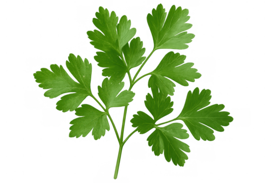 Verdant parsley sprig standing against transparent backdrop, highlighting culinary garnish with crisp, bright green freshness