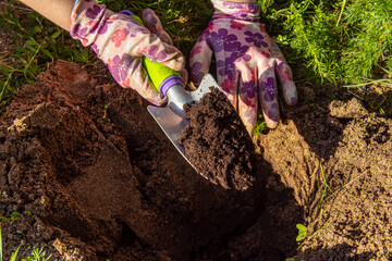 Woman in pink gardening gloves digs the ground with small garden shovel