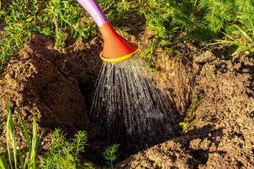 Abundant watering from a watering can. Spilling holes in the garden before planting
