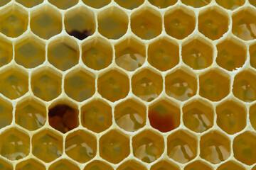 Nectar and pollen in combs.