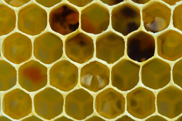 Nectar, honey and pollen in combs.
Beginning of the season. Harmonious development of the bee...