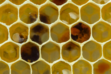 Nectar, honey and pollen in combs.
Beginning of the season. Harmonious development of the bee...