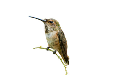 Allen's Hummingbird (Selasphorus sasin) Photo, Perched, Over a Transparent, Isolated PNG Background