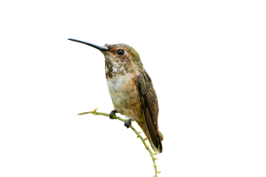 Allen's Hummingbird (Selasphorus sasin) Photo, Perched, Over a Transparent, Isolated PNG Background
