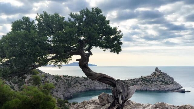 Beautiful twisted juniper tree grows from a rocky cliff edge overlooking a calm bay and mountainous coastline in Crimea. Black sea shimmers in the background under a soft, cloudy sky