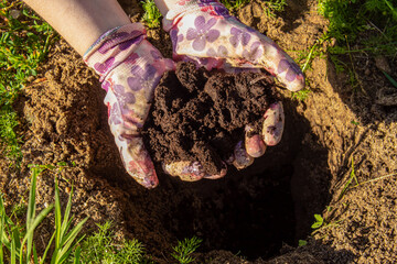 Woman in oink garden gloves holds soil in the garden. Nutrient soil