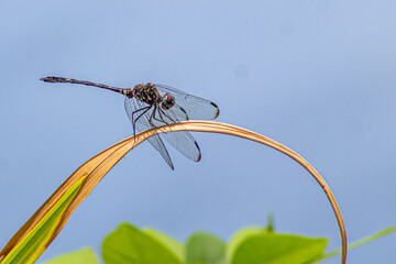 dragonfly on a branch