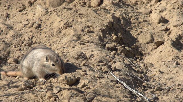 Gopher in Search of Food. Gopher sniffs and paws digging sand. Slow Motion
