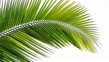 vibrant green palm leaf isolated on transparent background