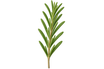 Obraz premium Vibrant rosemary sprig isolated on a transparent background, showcasing detailed green leaves. Perfect for culinary and herbal design projects