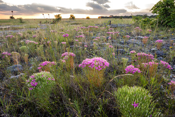 Texas Wildflowers at Sunset in a Rocky Hill Country Prairie
