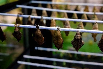 Butterfly close-up. Butterfly cocoons