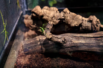 An insect that looks like a tree. Stick insects