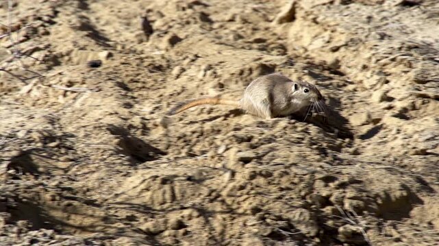 Running Gopher. Gopher runs across the open and hidden in a thicket of Haloxylon. Slow Motion at a rate of 240 fps