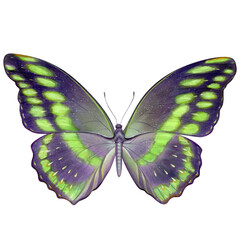 Dark butterfly, hand drawn, watercolor illustration