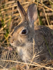 Jack rabbit among the grass