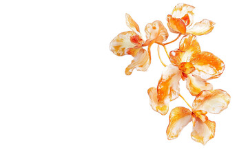Beautiful vibrant orange orchid flowers isolated on white