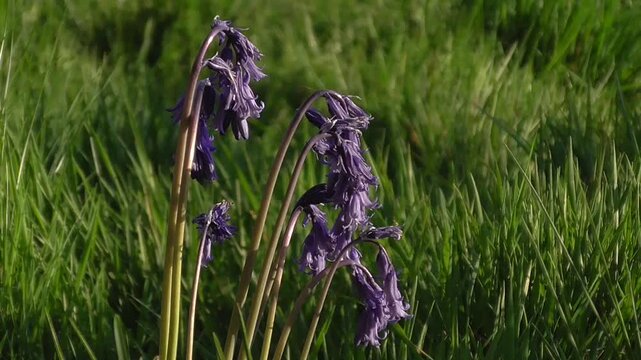 Bluebells (Hyacinthoides non-scripta) Flowering in Grassland