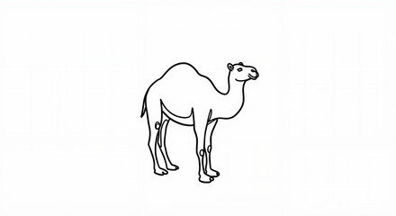 Obraz premium Camel illustration in simple outline style on white background 