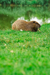 A nutria is calmly seated on lush green grass near a serene water body using its paws to munch on a piece of food illustrating its behavior in a natural setting while enjoying the daylight