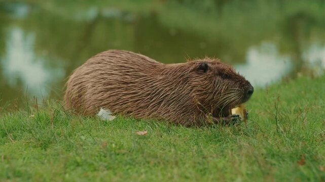 A nutria is calmly seated on lush green grass near a serene water body using its paws to munch on a piece of food illustrating its behavior in a natural setting while enjoying the daylight